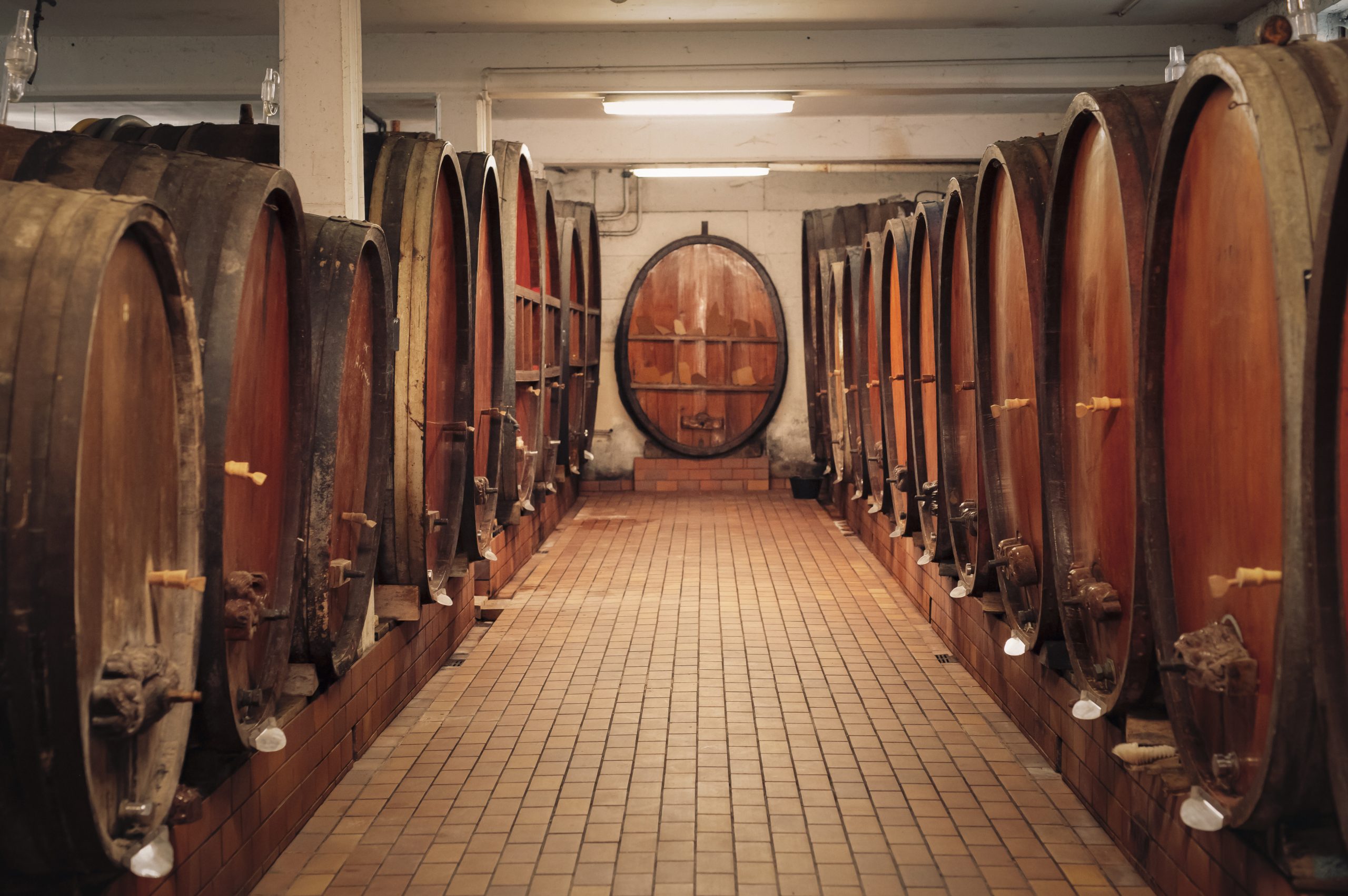 vignes